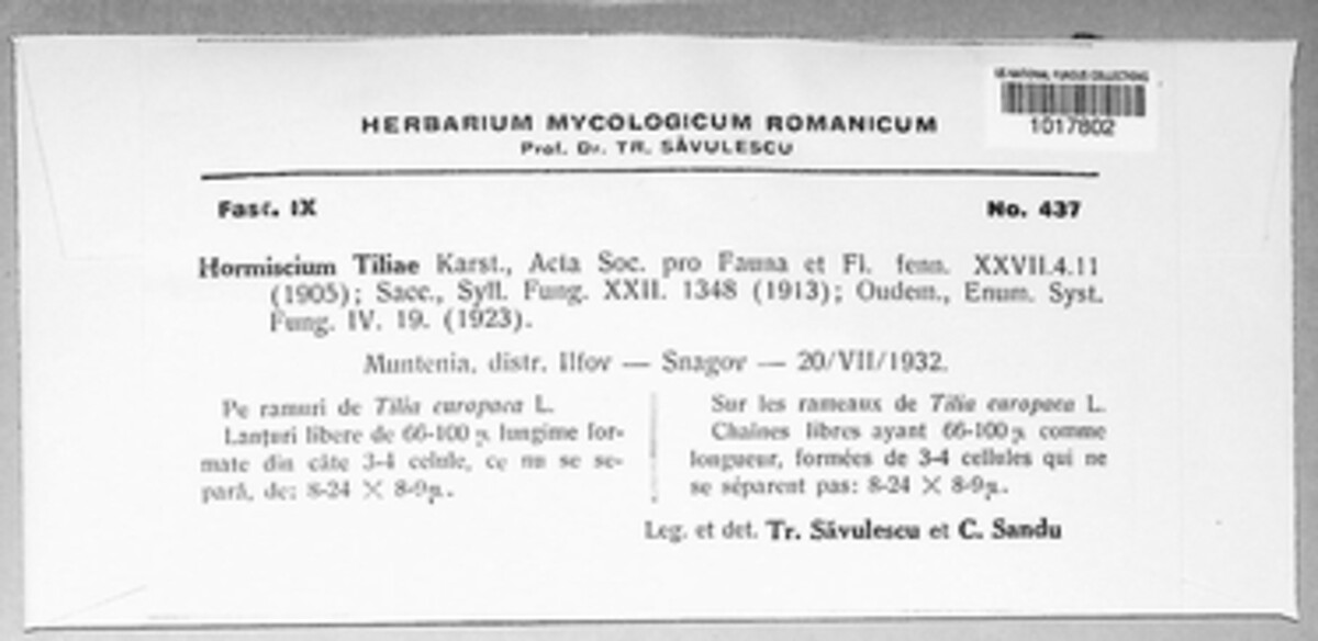 Hormiscium tiliae image